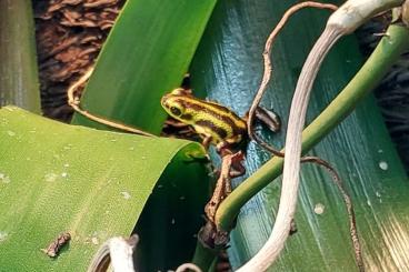 frogs kaufen und verkaufen Photo: Oophaga pumilio Guarumo SUCHE/LOOKING FOR