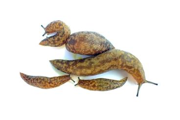 Schnecken kaufen und verkaufen Foto: Limacus maculatus - Green Cellar Slug Schnecken kaufen und verkaufen Foto: Limacus maculatus - Green Cellar Slug