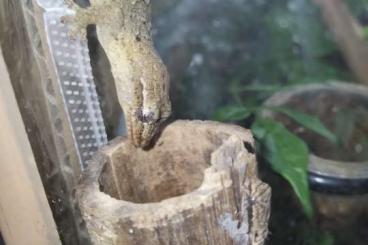 Geckos kaufen und verkaufen Photo: Verkaufe 0.20 lepidodactylus lugubris