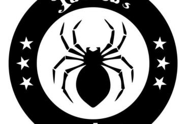 Spiders and Scorpions kaufen und verkaufen Photo: www.fatbobsexotics.com      