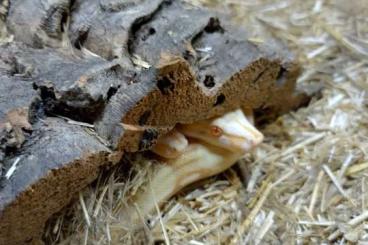 Boas kaufen und verkaufen Foto: Boa constrictor sharp albino and sunglow 