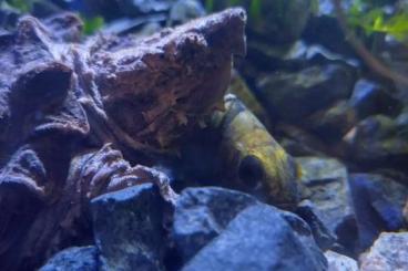 Sumpfschildkröten kaufen und verkaufen Foto: Macrochelys temminckii offer for Hamm Sumpfschildkröten kaufen und verkaufen Foto: Macrochelys temminckii offer for Hamm