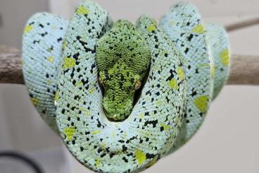 Snakes kaufen und verkaufen Photo: Suche Morelia viridis Baumpython Züchter die Lokalformen züchten