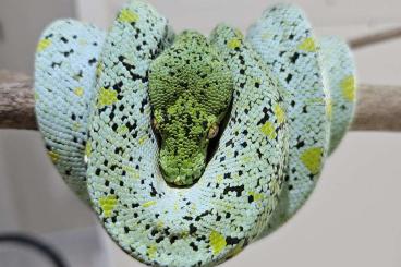 Snakes kaufen und verkaufen Photo: Suche Morelia viridis Baumpython Züchter die Lokalformen züchten Snakes kaufen und verkaufen Photo: Suche Morelia viridis Baumpython Züchter die Lokalformen züchten