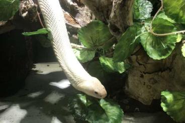 Snakes kaufen und verkaufen Photo: Naja Kaouthia Leucistic (Lucy) adult males