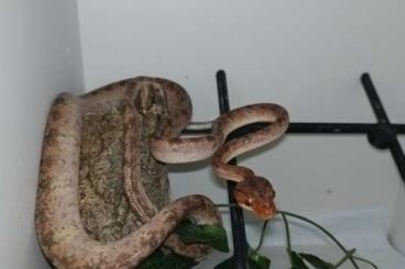 Snakes kaufen und verkaufen Photo: For Verona Reptiles ..... Snakes kaufen und verkaufen Photo: For Verona Reptiles .....