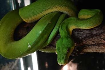 Pythons kaufen und verkaufen Photo: Morelia viridis Cyclop               