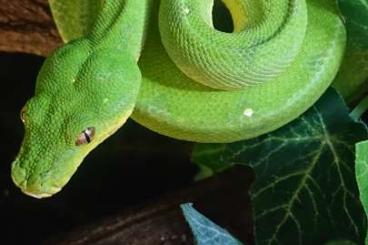 Snakes kaufen und verkaufen Photo: Morelia, Corallus, Candoia, Eryx 