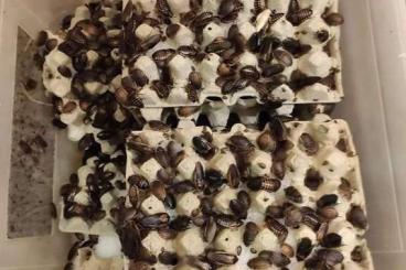Futtertiere kaufen und verkaufen Foto: Dubia, argentinian roaches