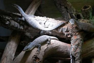 Warane kaufen und verkaufen Foto: CB 10/21 Varanus glauerti.