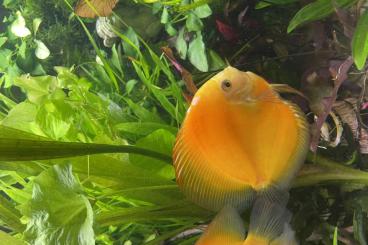 ornamental fish kaufen und verkaufen Photo: Diskus-Zuchtpaar yellow melon