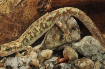 Schwanzlurche kaufen und verkaufen Foto: Looking for Euproctus montanus (Corsican brook salamander)