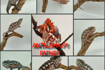 Lizards kaufen und verkaufen Photo: Furcifer pardalis antalaha F2