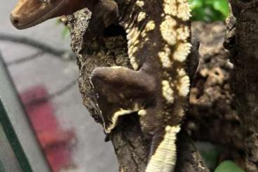 Echsen  kaufen und verkaufen Foto: Crested gecko male / Dark ones adult