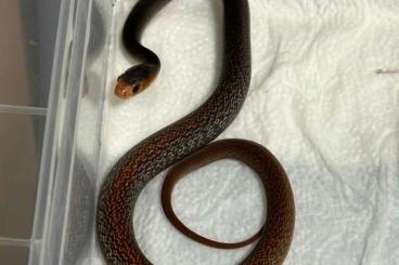 Snakes kaufen und verkaufen Photo: For Houten - June - Oxyuranus Snakes kaufen und verkaufen Photo: For Houten - June - Oxyuranus