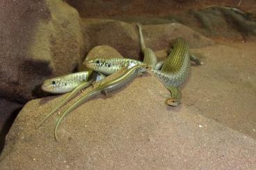 Skinks kaufen und verkaufen Photo: Chalcides polylepis NZ 2023 und 2024 Skinks kaufen und verkaufen Photo: Chalcides polylepis NZ 2023 und 2024