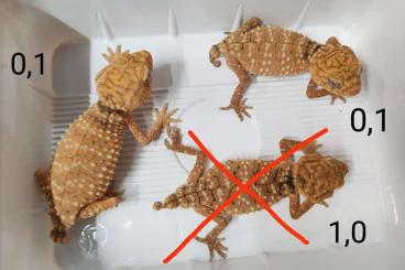 Geckos kaufen und verkaufen Foto: Nephrurus amyae           