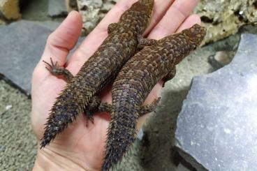 Geckos kaufen und verkaufen Foto: Egernia stokesii         