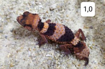 Geckos kaufen und verkaufen Foto: Nephrurus cinctus Geckos kaufen und verkaufen Foto: Nephrurus cinctus
