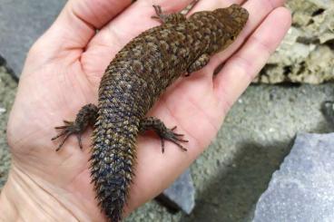 Skinke kaufen und verkaufen Foto: Egernia stokesii Skinke kaufen und verkaufen Foto: Egernia stokesii