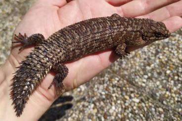 Skinke kaufen und verkaufen Foto: Egernia stokesii Skinke kaufen und verkaufen Foto: Egernia stokesii