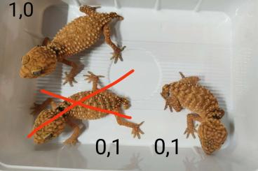 Geckos kaufen und verkaufen Photo: Nephrurus amyae Geckos kaufen und verkaufen Photo: Nephrurus amyae