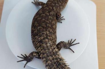 Skinks kaufen und verkaufen Photo: Egernia stokesii Skinks kaufen und verkaufen Photo: Egernia stokesii