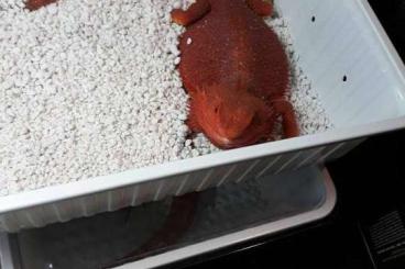 Bearded dragons kaufen und verkaufen Photo: sale of pogonas good quality genetics come from good parents