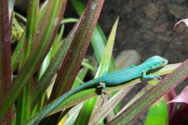 Echsen  kaufen und verkaufen Foto: For sale : Gastropholis prasina 