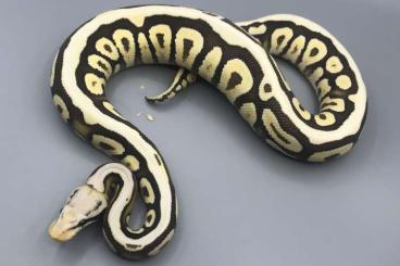 Königspythons kaufen und verkaufen Foto: Serval Python Regius for Hamm