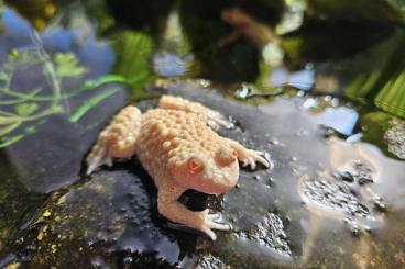 frogs kaufen und verkaufen Photo: europäische Amphibien NZ 2023