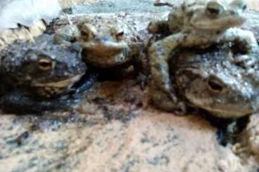 frogs kaufen und verkaufen Photo: europäische Amphibien aus eigener NZ 