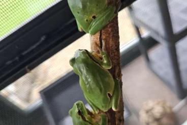 frogs kaufen und verkaufen Photo: europäische Amphibien aus eigener NZ frogs kaufen und verkaufen Photo: europäische Amphibien aus eigener NZ