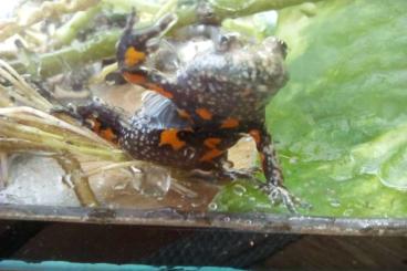 Frösche  kaufen und verkaufen Foto: Nachzuchten europäische Amphibien