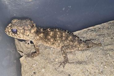Lizards kaufen und verkaufen Photo: 2.0 Nephrurus asper CB2023 Lizards kaufen und verkaufen Photo: 2.0 Nephrurus asper CB2023