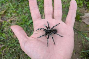 Spinnen und Skorpione kaufen und verkaufen Foto: Lycosa singoriensis wolf spider CB25
