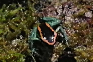 Pfeilgiftfrösche kaufen und verkaufen Foto: Phyllobates vittatus abzugeben Pfeilgiftfrösche kaufen und verkaufen Foto: Phyllobates vittatus abzugeben