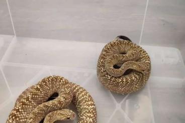 Giftschlangen kaufen und verkaufen Foto: Crotalus vegrandis for Hamm