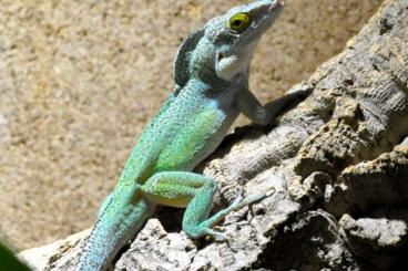Echsen  kaufen und verkaufen Foto: Lizards for Houten 1st June wholesale and trades possible
