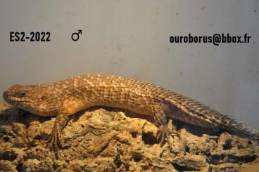 Lizards kaufen und verkaufen Photo: Australian lizards available in Houten Lizards kaufen und verkaufen Photo: Australian lizards available in Houten