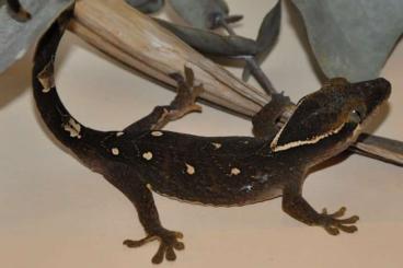 Lizards kaufen und verkaufen Photo: New Caledonian geckos available for Houten Lizards kaufen und verkaufen Photo: New Caledonian geckos available for Houten