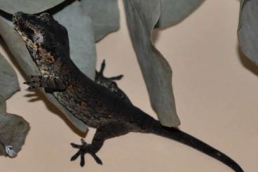 Echsen kaufen und verkaufen Foto: Gargoyle geckos available for Houten Echsen kaufen und verkaufen Foto: Gargoyle geckos available for Houten