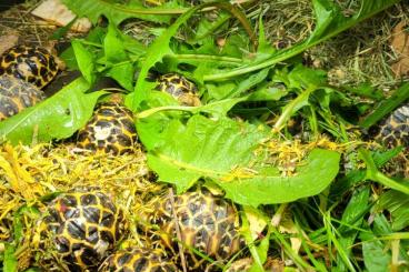 Landschildkröten kaufen und verkaufen Foto: Geochelone elegans/ Sternschildkröten 