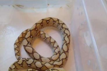 Schlangen kaufen und verkaufen Foto: Verkaufe Nz 20 / 21 Python reticulatus