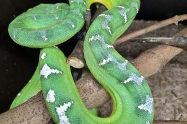 Boas kaufen und verkaufen Foto: captive bred Corallus caninus Boas kaufen und verkaufen Foto: captive bred Corallus caninus