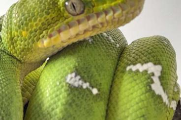 Boas kaufen und verkaufen Photo: captive bred Corallus caninus Boas kaufen und verkaufen Photo: captive bred Corallus caninus