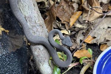 Venomous snakes kaufen und verkaufen Photo: Diverse Nachzuchten abzugeben Venomous snakes kaufen und verkaufen Photo: Diverse Nachzuchten abzugeben