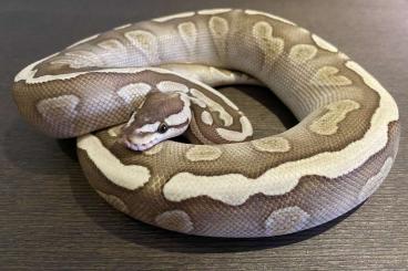 Colubrids kaufen und verkaufen Photo: 0.1 GHI Lesser 66% het. Caramel CB22 Colubrids kaufen und verkaufen Photo: 0.1 GHI Lesser 66% het. Caramel CB22