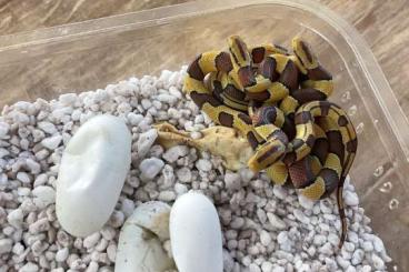 Snakes kaufen und verkaufen Photo: Oreocryptophis porphyraceus Snakes kaufen und verkaufen Photo: Oreocryptophis porphyraceus