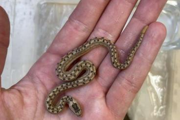 Schlangen kaufen und verkaufen Foto: Tropidophis melanurus CB 12/24